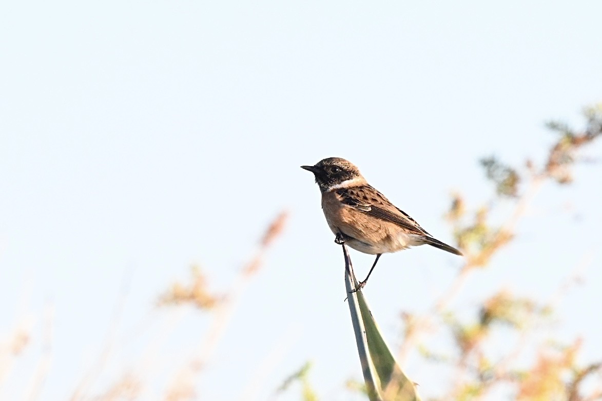 Tarabilla Europea - ML644262136