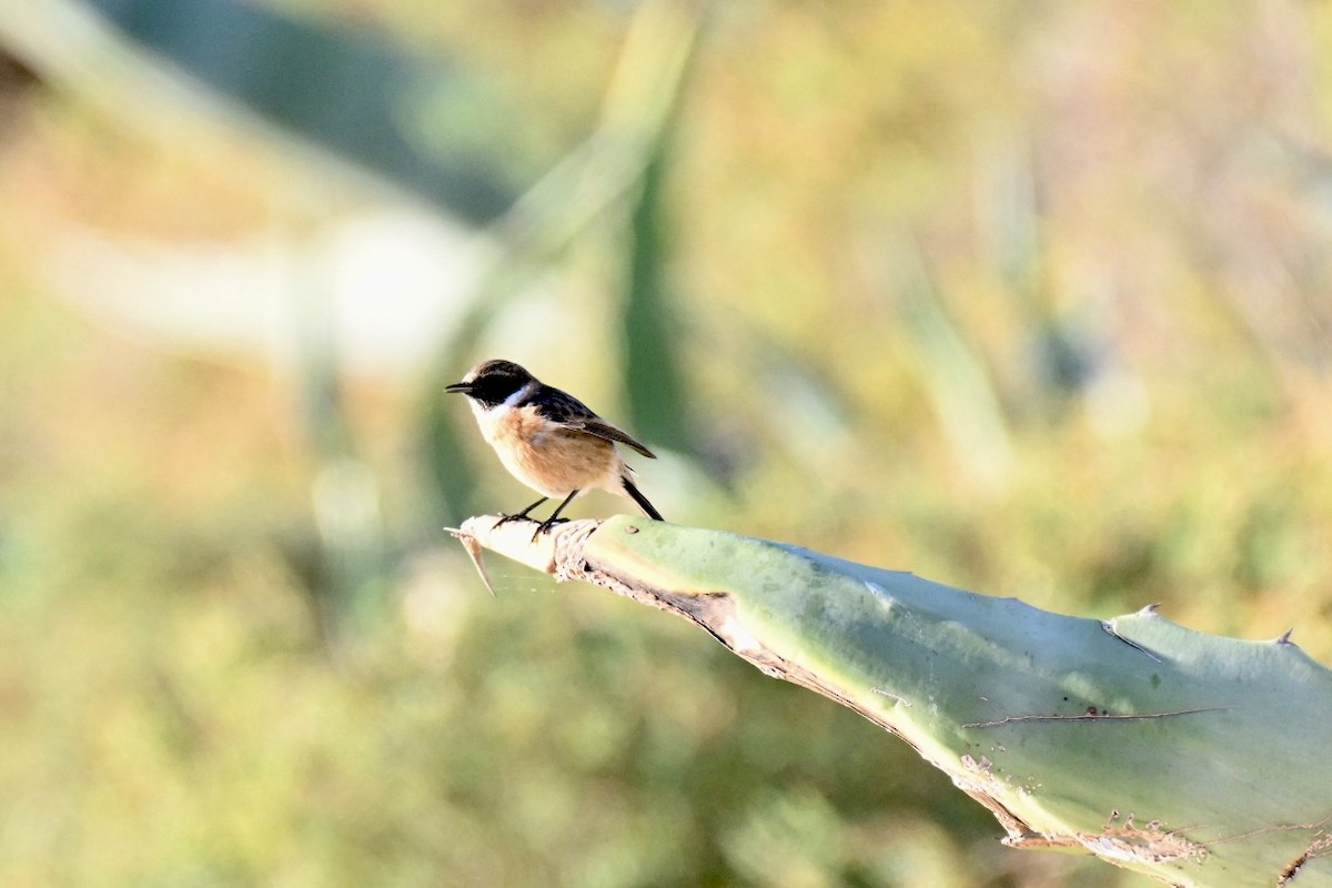 Tarabilla Europea - ML644262137