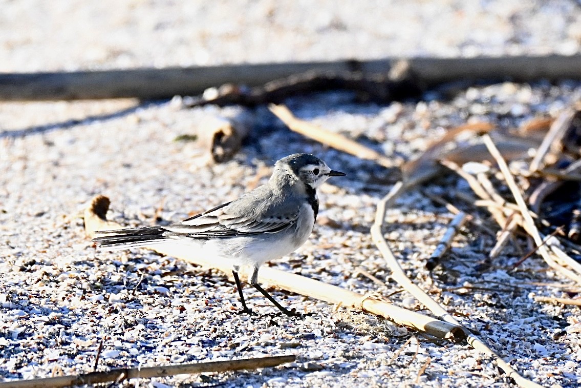 Lavandera Blanca - ML644262139