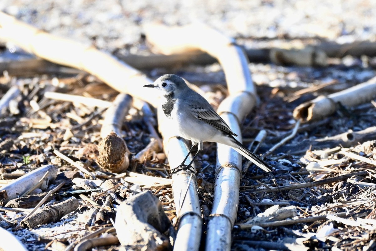 Lavandera Blanca - ML644262140