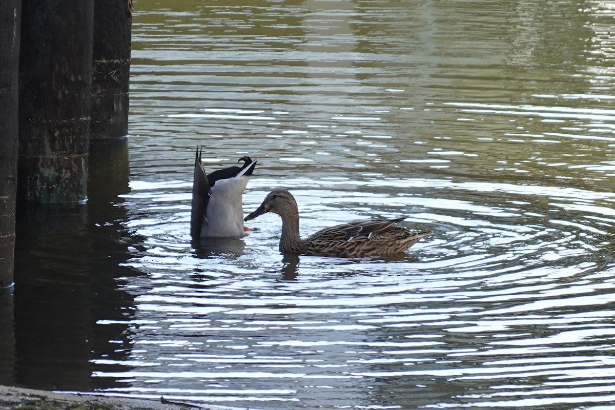 Ánade Azulón (doméstico) - ML644262142