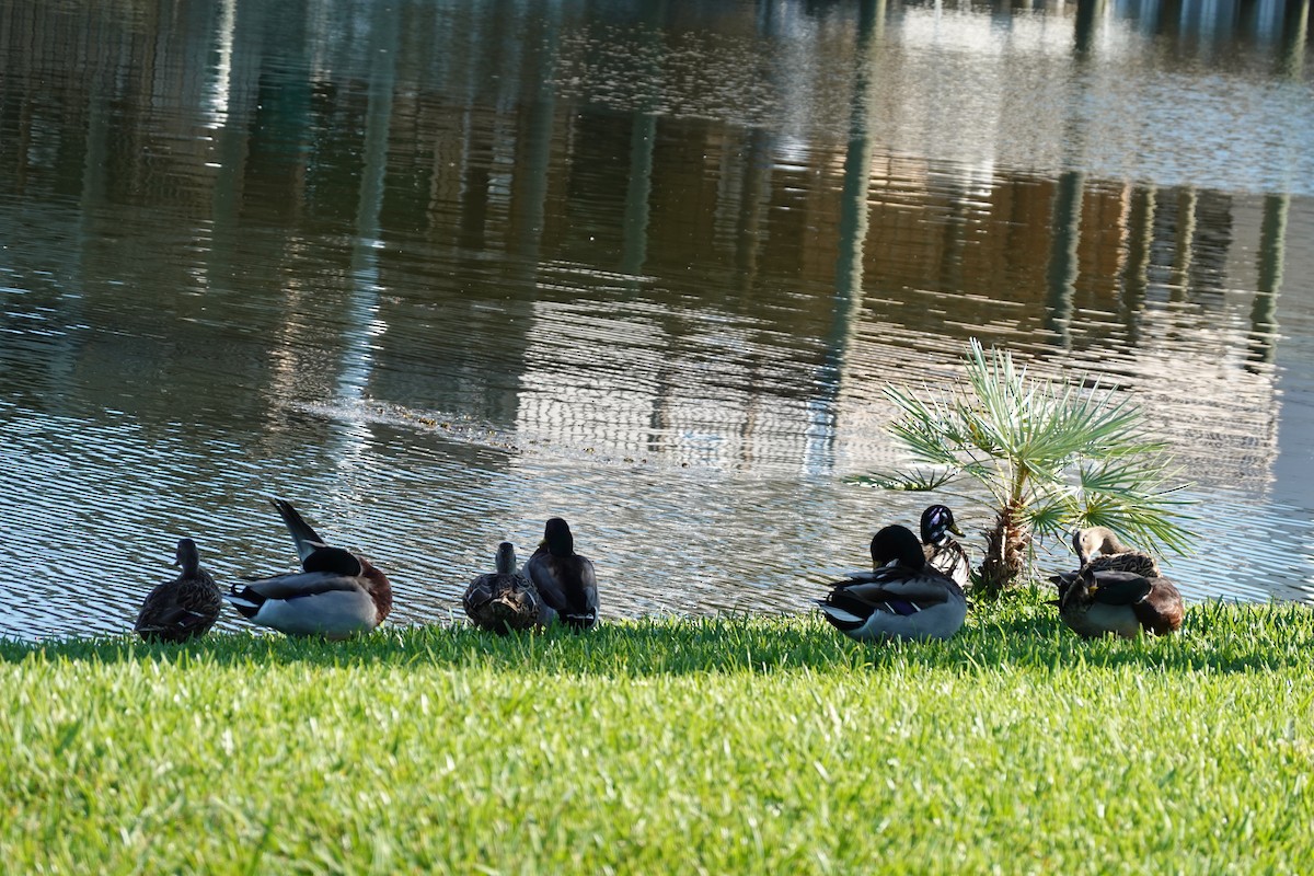 Ánade Azulón (doméstico) - ML644262143