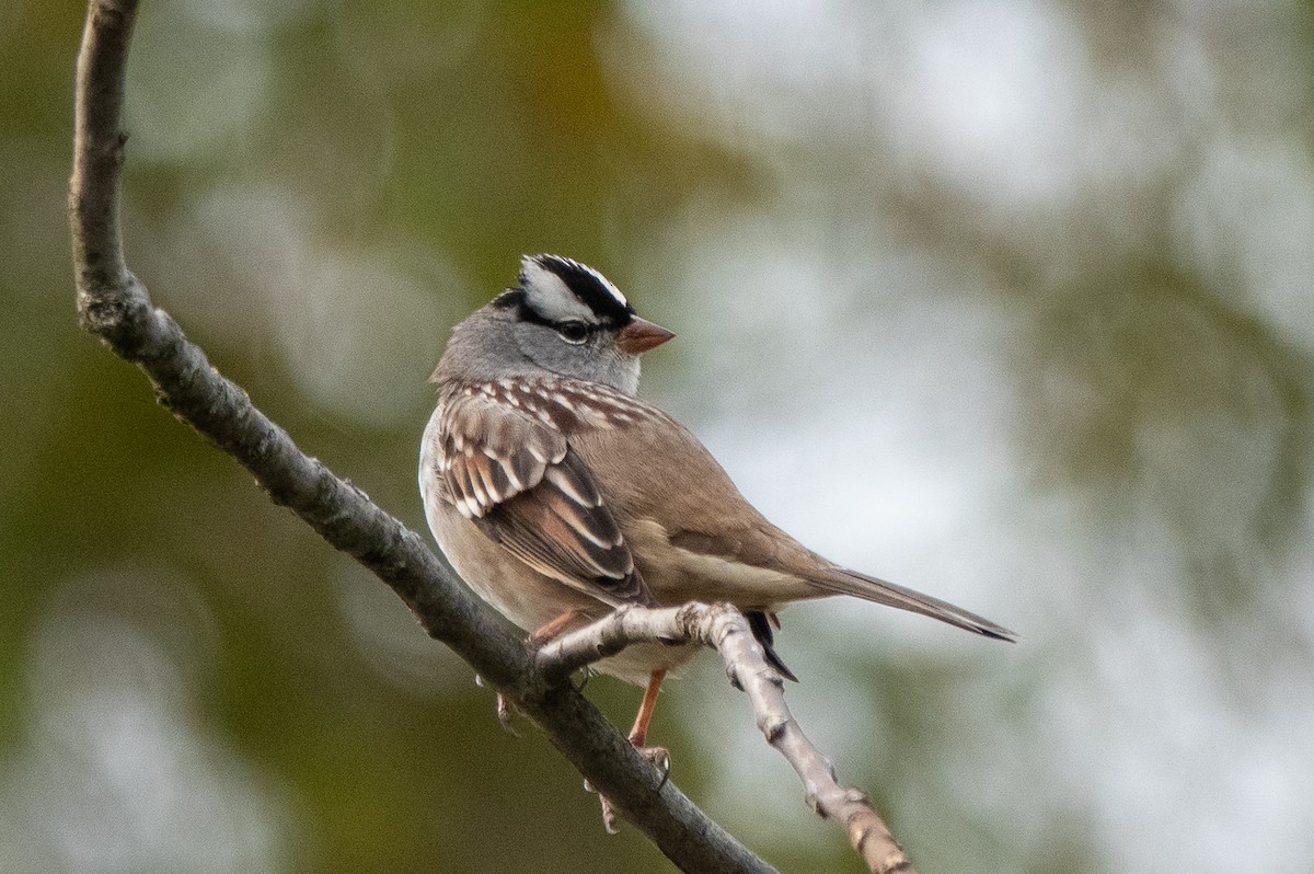 Chingolo Coroniblanco - ML644262150