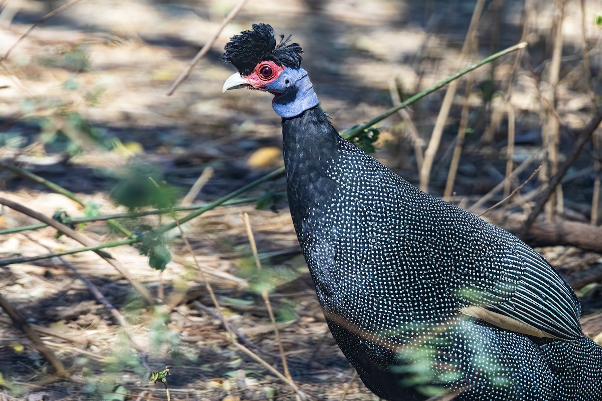 Pintada Moñuda Oriental (pucherani) - ML644262151