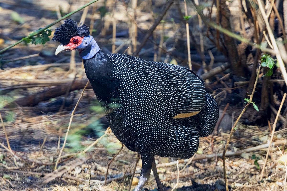 Pintada Moñuda Oriental (pucherani) - ML644262152
