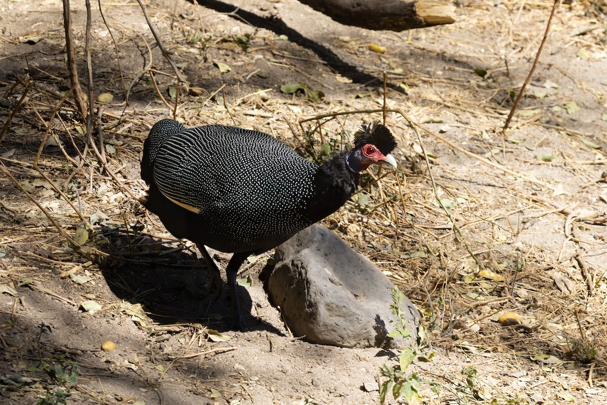 Pintada Moñuda Oriental (pucherani) - ML644262153
