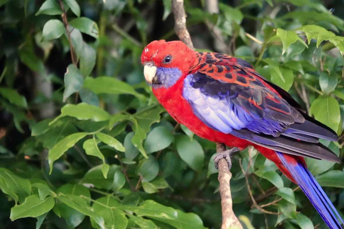 Perico Elegante - ML644262154