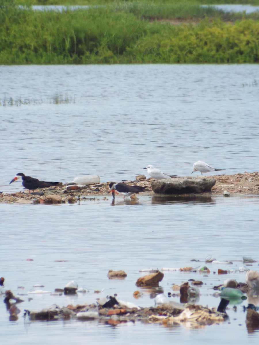 Pagaza Piconegra - ML644262155