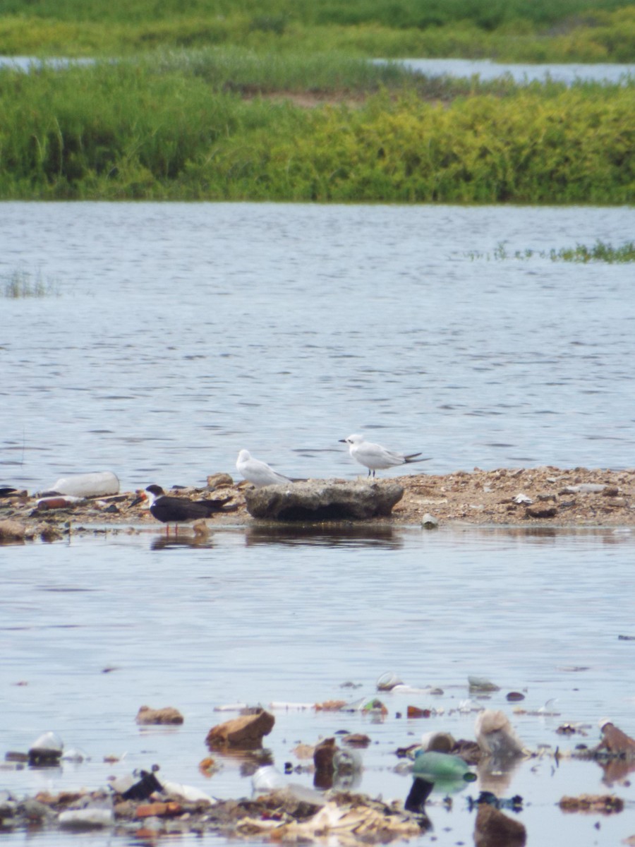 Rayador Americano - ML644262160