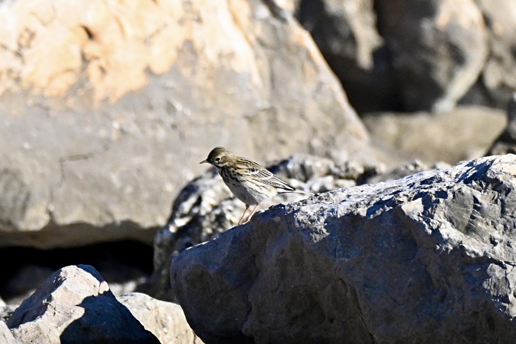 Bisbita Pratense - ML644262161