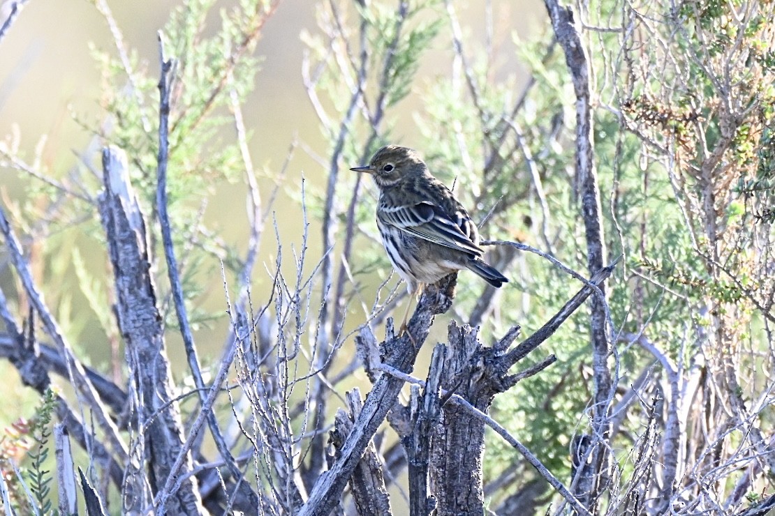 Bisbita Pratense - ML644262162