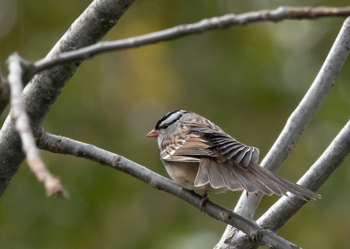 Dachsammer - ML644262163