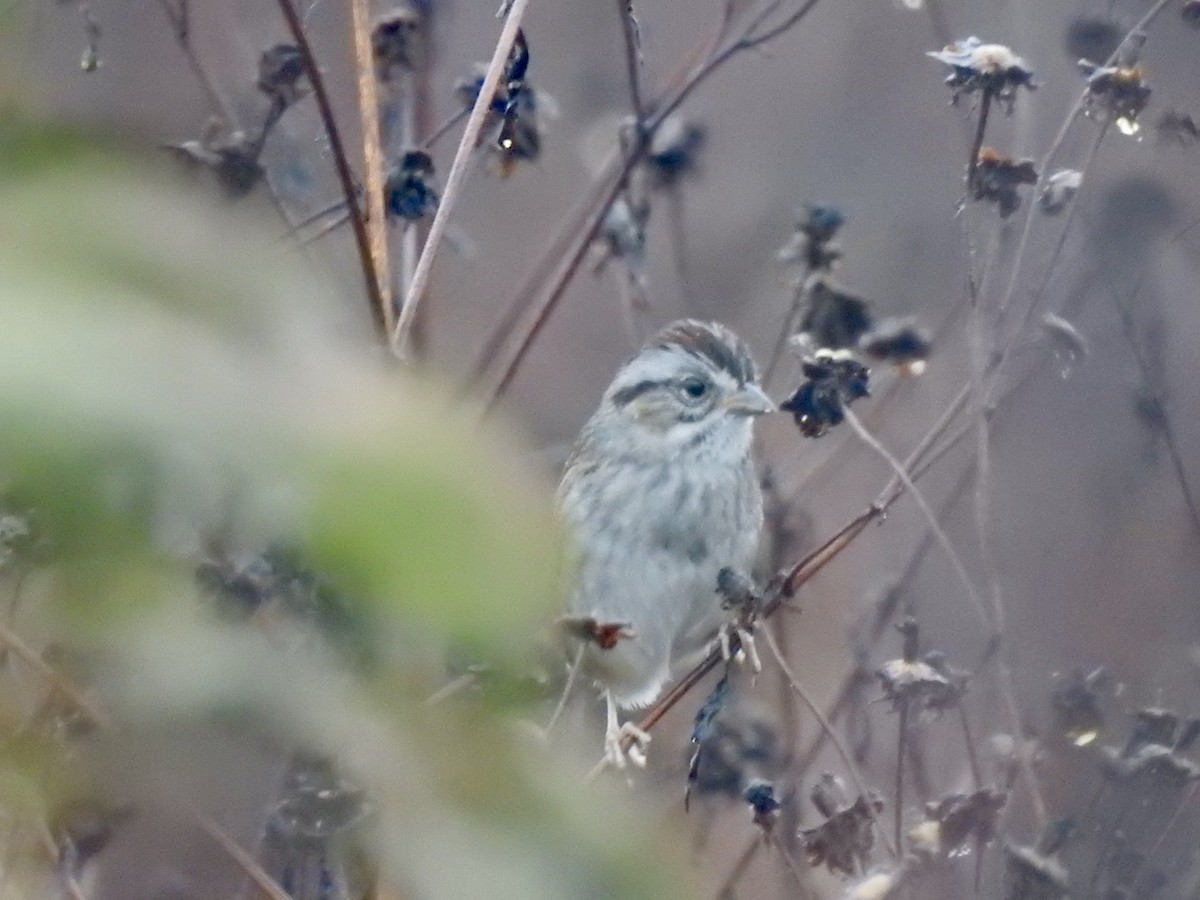 Chingolo Pantanero - ML644262164