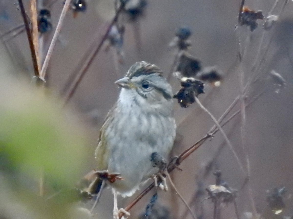 Chingolo Pantanero - ML644262165