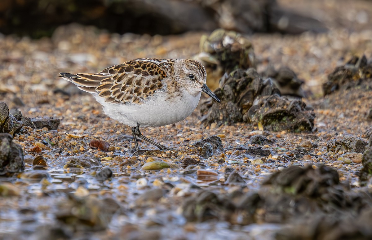 ヨーロッパトウネン - ML644262166