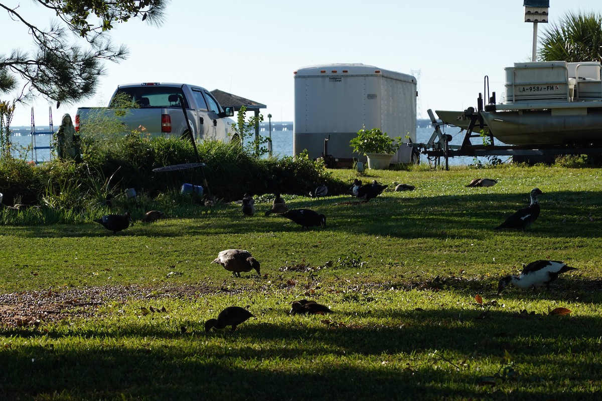 雑種 ノバリケン ｘ マガモ - ML644262170