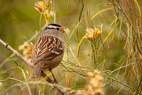 Dachsammer - ML644262171