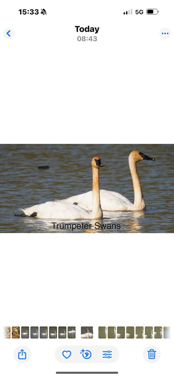Trumpeter Swan - ML644262179