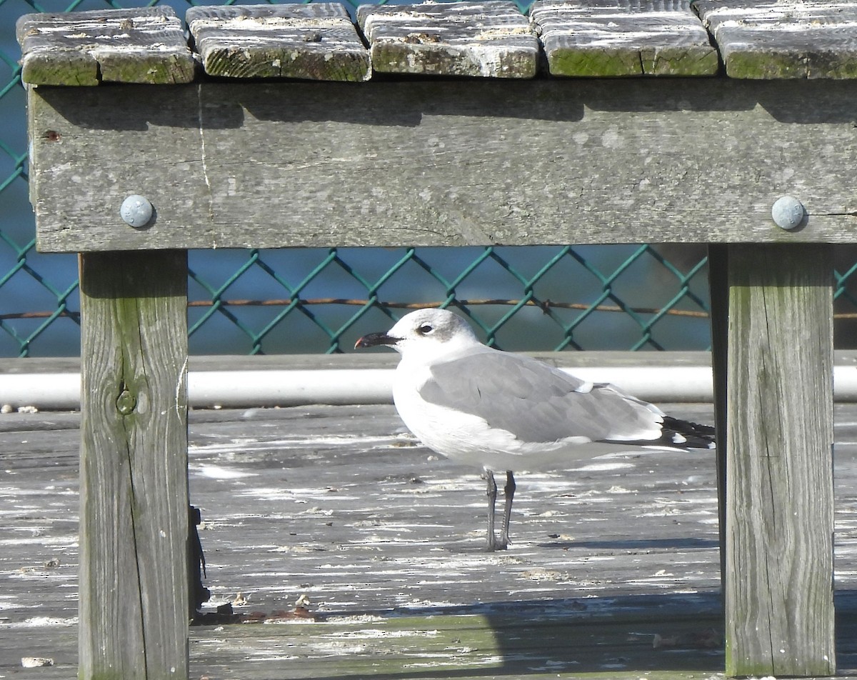 Ацтекская чайка - ML644262185