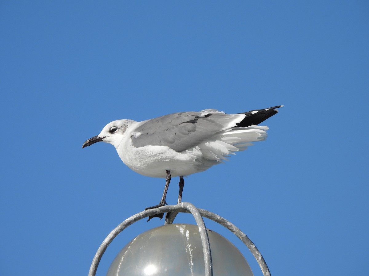 Ацтекская чайка - ML644262189