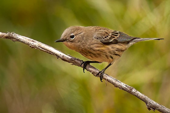 Yellow-rumped Warbler - ML644262206