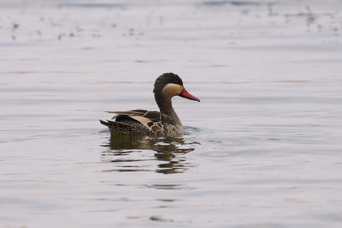 Red-billed Duck - ML644262212