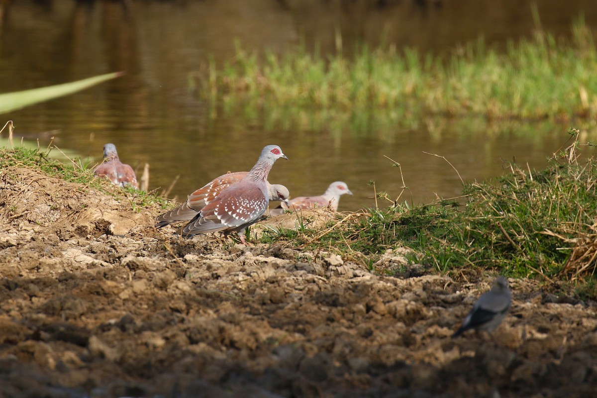 Paloma de Guinea - ML644262213
