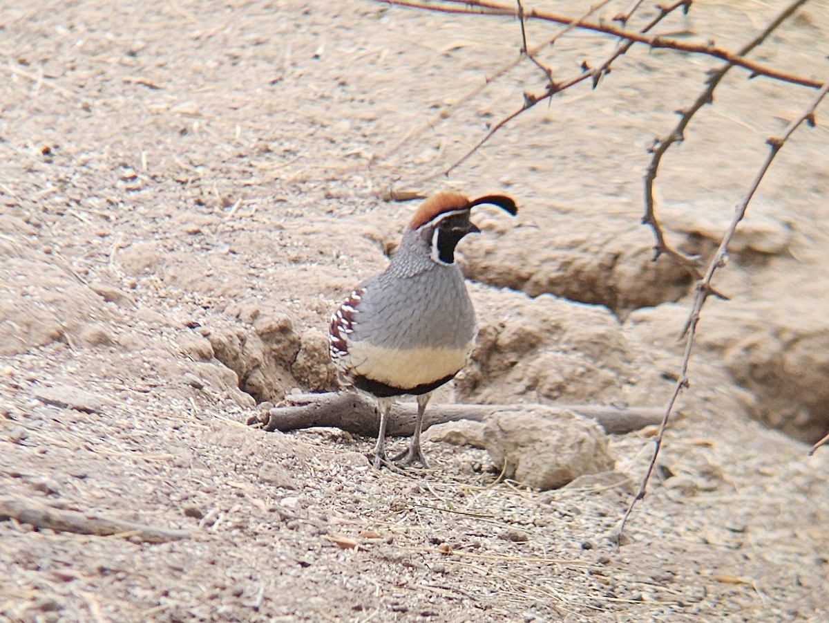 Gambel's Quail - ML644262216