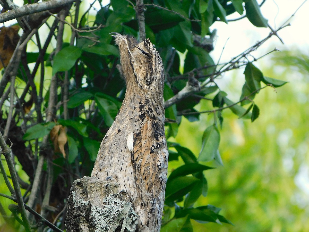 Common Potoo - ML644262221