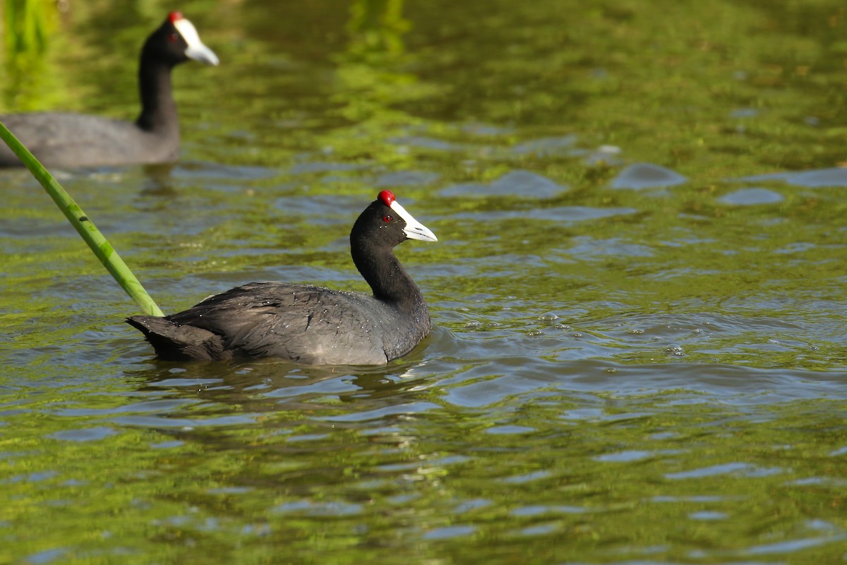 Red-knobbed Coot - ML644262222