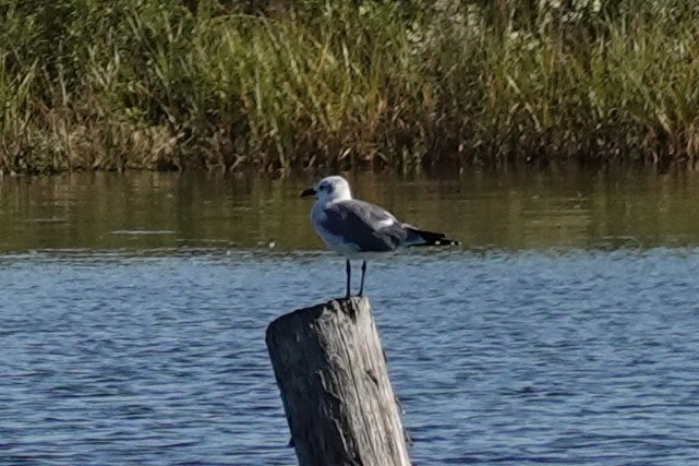 Ацтекская чайка - ML644262226