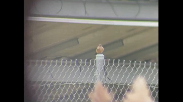 brunfibi - ML644262229