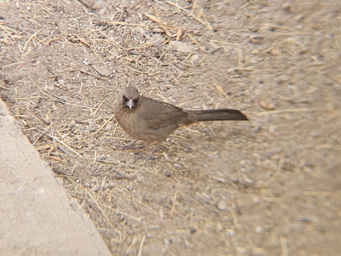 Abert's Towhee - ML644262235
