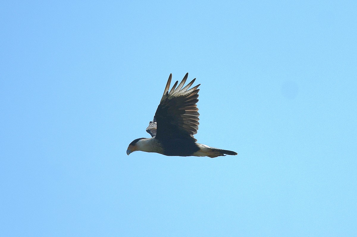 Caracara Carancho (norteño) - ML644262247