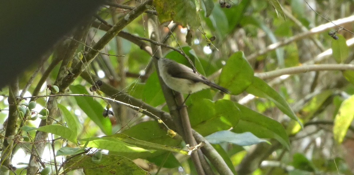 Brown Gerygone - ML644262255