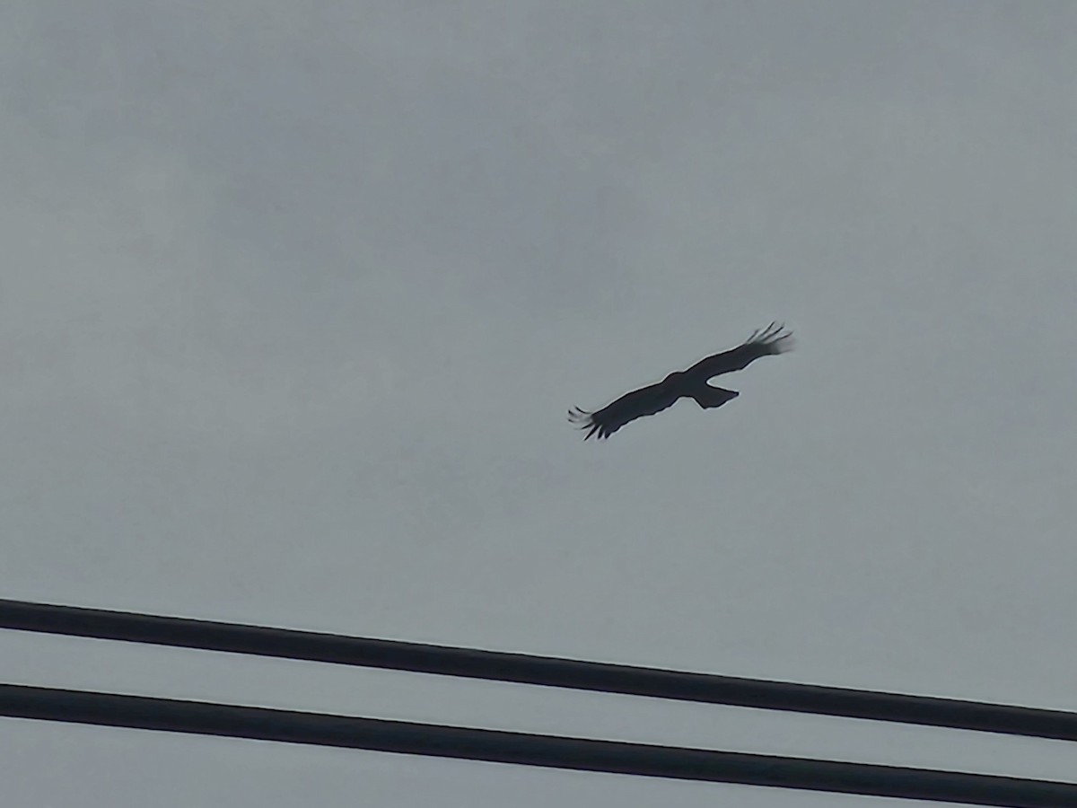 Орел чорний - ML644262257