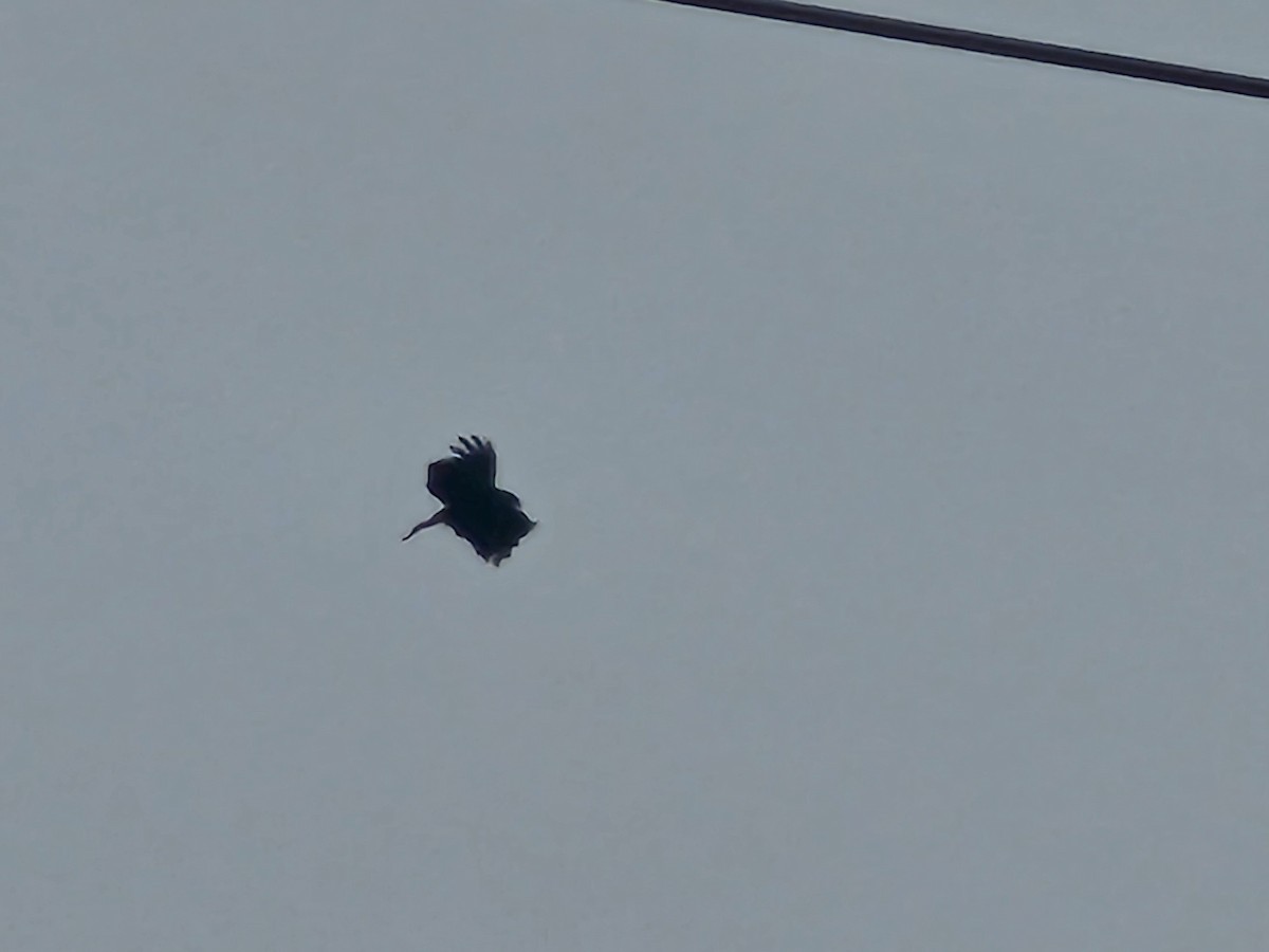 Орел чорний - ML644262258