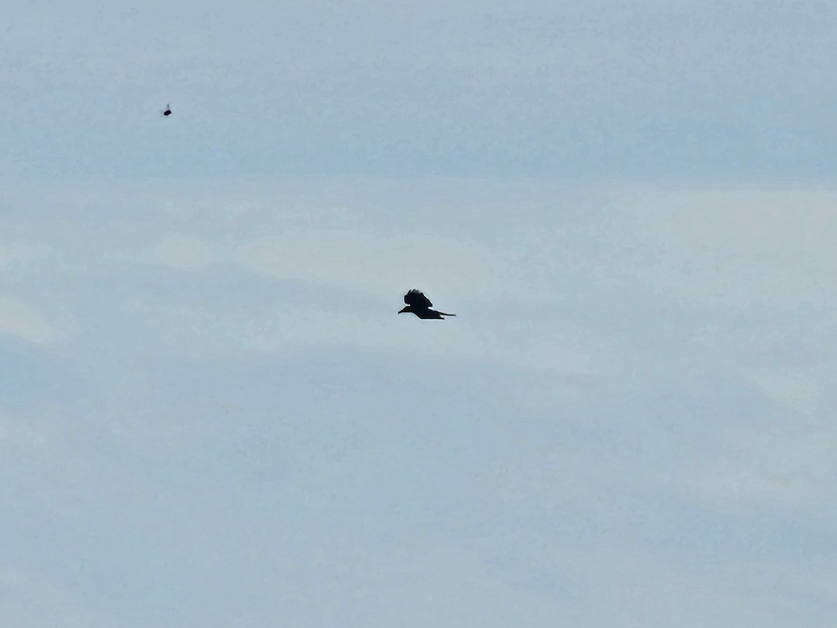 Ворона великодзьоба - ML644262271