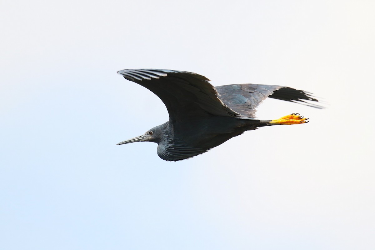 Black Heron - ML644262273