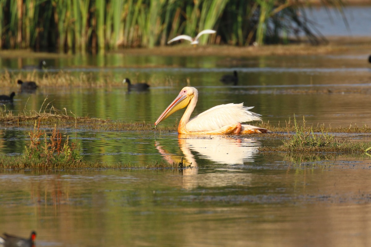 Great White Pelican - ML644262275