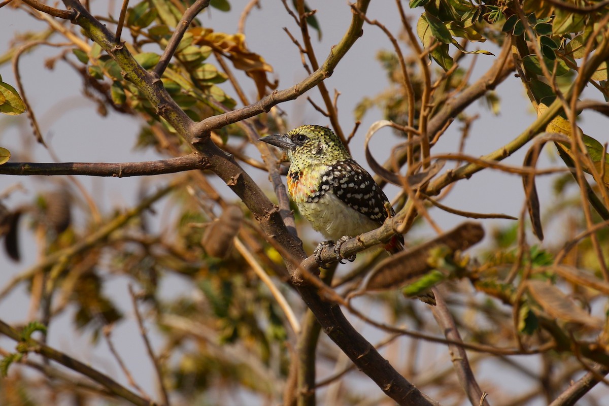 småperleskjeggfugl (usambiro) (masaiperleskjeggfugl) - ML644262284