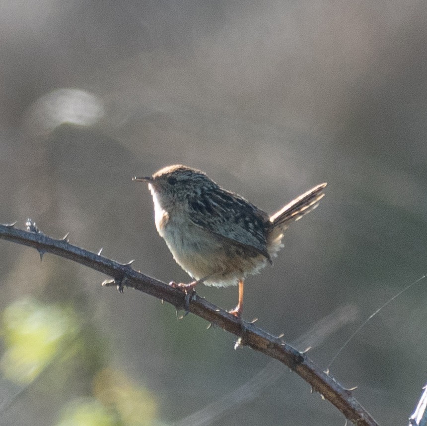 Grass Wren - ML644262294