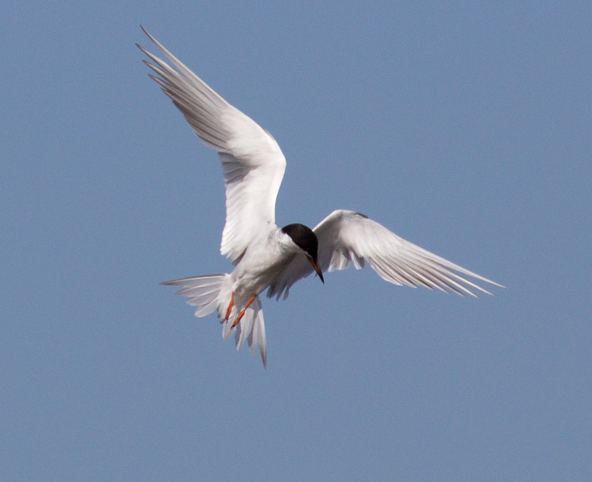 メリケンアジサシ - ML644262296