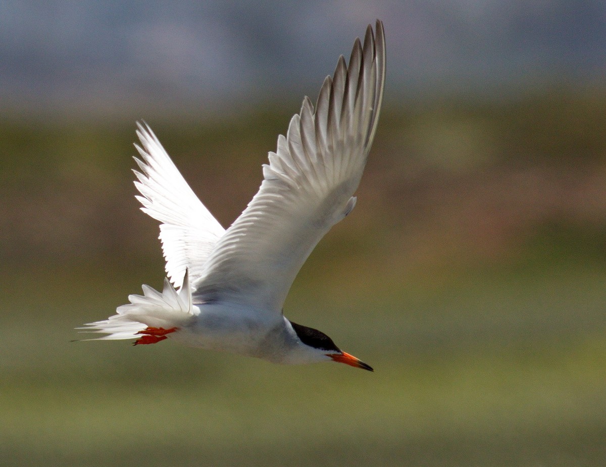 メリケンアジサシ - ML644262297