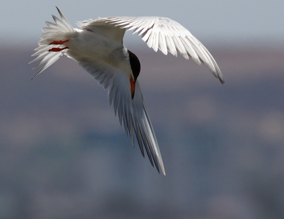 メリケンアジサシ - ML644262298