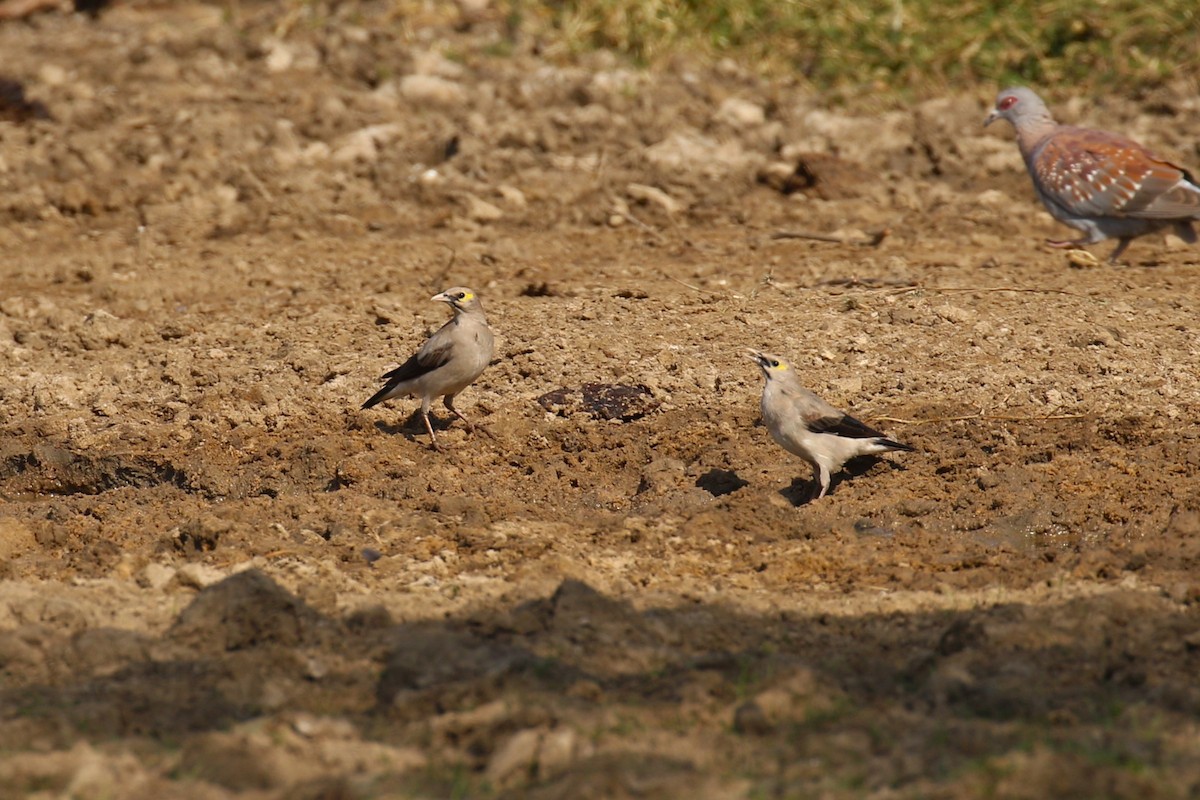 トサカムクドリ - ML644262303