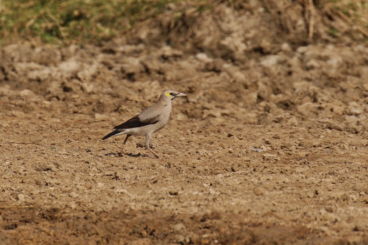 トサカムクドリ - ML644262304