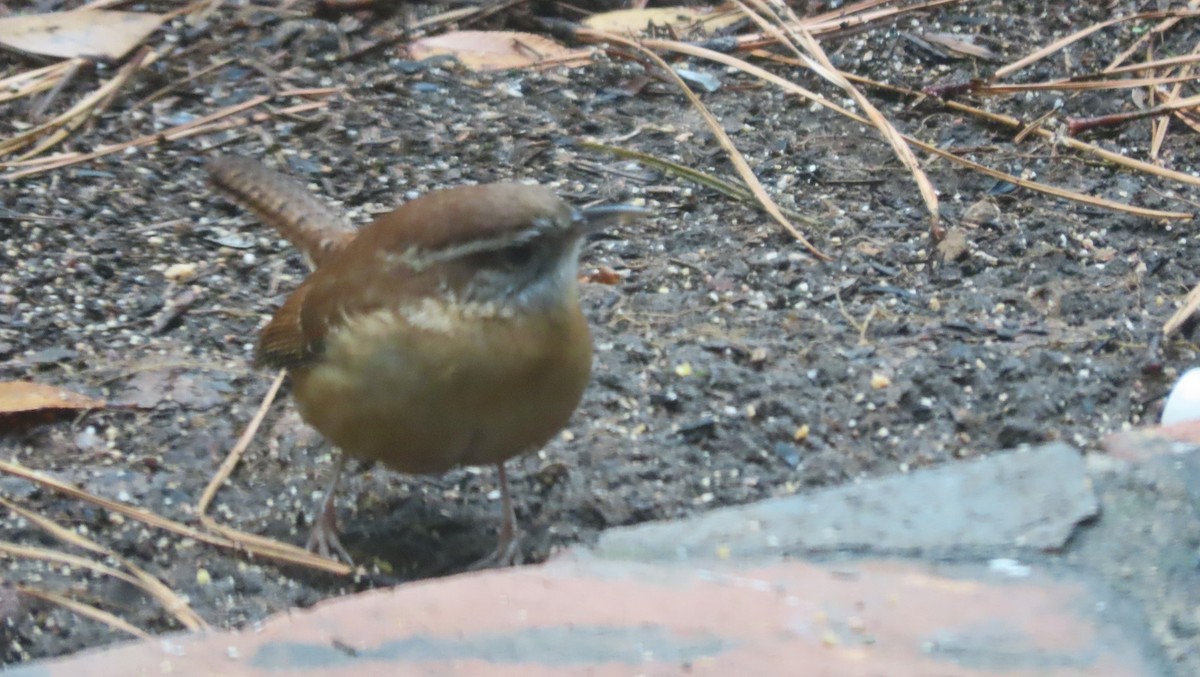 Carolina Wren - ML644262305