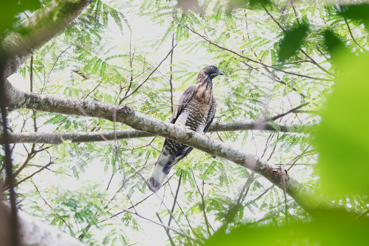 Sulawesi Honey-buzzard - ML644262306