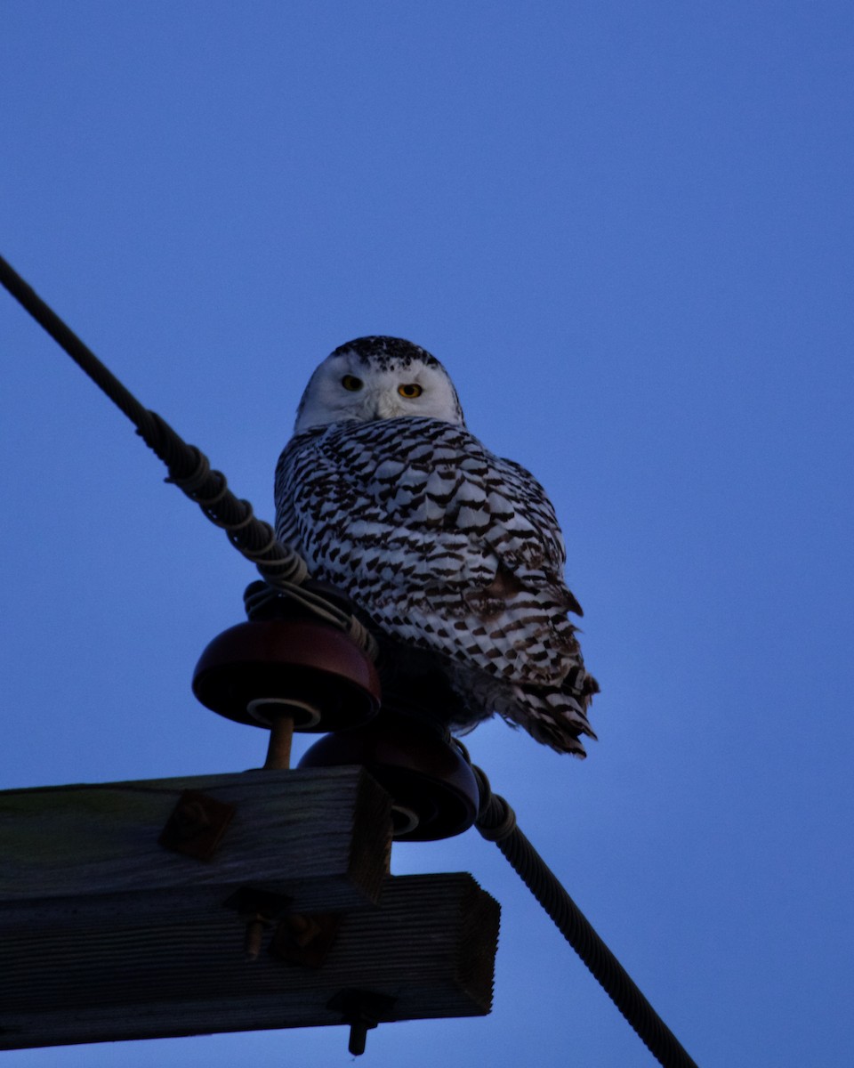 Snowy Owl - ML644262309